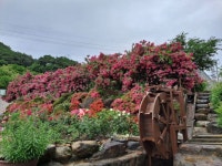 산청 천하태평 장미원, 무료 장미전시회 개최