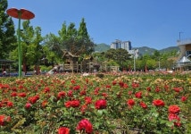 장미꽃 향기 가득… 기장군, ‘정관 좌광천변’에 오세요!