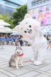 양천구, 6월 8일 역대 최대 규모 반려동물 축제 연다