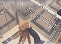 애견유치원에서 한쪽 눈 잃은 반려견…CCTV 본 견주 충격