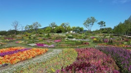 순천만국가정원, 화훼연출로 여름의 생동감 담아내