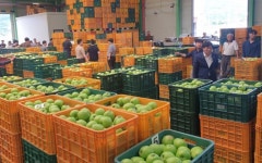 영주시, 여름사과 아오리 본격 출하