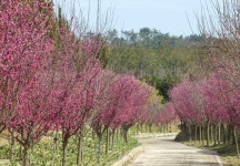 신안군, 홍매화의 섬 임자도에서 화려한 봄을 기다리다