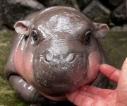 걸어다니는 귀여운 소시지…푸바오급 인기라는 태국 새끼 하마