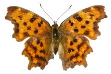 평생 나비 사랑에 몸 바친 韓 곤충학자, 연구표본 90년 만에 귀국