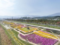 강원도 양양 국화정원에서 국화꽃 향기 젖어 가을을 걸어 보자