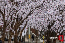 [포토] 효창공원 앞에 조성된 태극기 터널