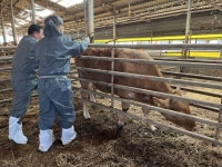 전남도, 구제역 차단 총력전…재난관리기금 긴급 투입