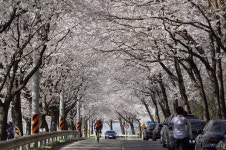 천안시, 산불재난 고려 북면 위례 벚꽃축제 축소