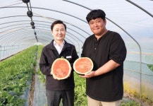 고령군, 달콤시원 고품질 우곡 수박 첫 출하