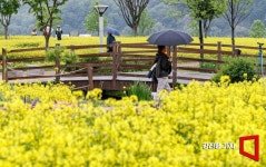 [포토] 유채꽃 만개한 구리한강시민공원