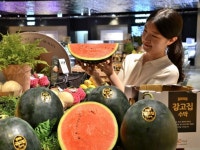 [포토] 올 여름 첫 수박은 ‘강고집 수박’… 동래 롯데百, 단독 판매