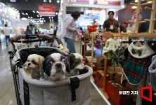 60점 이하 입학 어려워요…강아지 유치원도 스카이캐슬