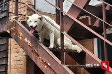 [이미지 다이어리] 오뉴월 개팔자?…개덥다