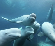 지원 없으면 안락사 해야되는데 벨루가 30마리 中 판매 불허에 캐나다 동물원 결국