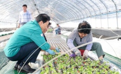 성주군, 참외 조수입 7000억 목표로 접목 시작