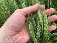 中, 미국산 대두 이어 밀 구매도 추진