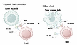 美 동물실험 축소 소식에 오가노이드사이언스↑[특징주]