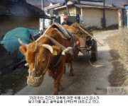 추억의 소달구지, 멈추지 않았다