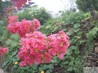 논으로 가는 산촌의 배롱나무 꽃 터널