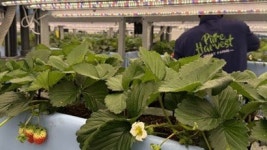 한국형 스마트팜 플랜티팜, K푸드 글로벌화…중동 시장 개척