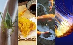 설국열차의 단백질바, 장차 실제로 식탁에?