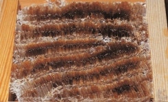 몸에 좋은 줄 알았더니...네팔 석청에 맹독