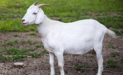 염소뿔 녹는 대서 보양식, 염소고기 탁월