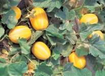 참외, 사과...껍질도 먹어야 하는 이유