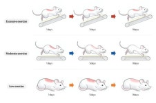 중강도 이하 운동, 아토피 완화에 도움(연구)