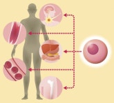 FDA 승인 못 받은 줄기세포 판매기업 우후죽순, 5년 새 4배↑