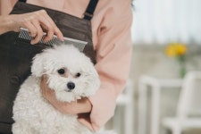 [위드펫+] 복슬 복슬 우리 댕댕이, 여름 미용은 어떻게?