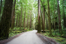 도심 속 녹지 공간이 건강에 좋은 이유