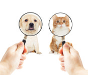 시크 냥이파 vs 애교 댕댕이파...주인 성격도 다르다?