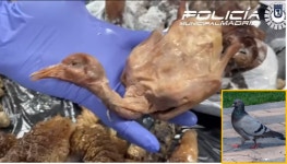 비둘기 잡아다 오리고기로?...스페인 中식당 충격 실태, 비둘기 고기 먹었다간?