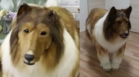 진짜 개 같네 2200만원 들여 개가 된 男…네발로 걸어 다니는 모습 보니