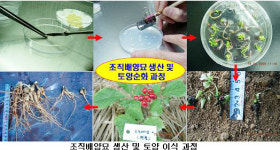 실험실에서 태어나 밭에서 자라는 인삼