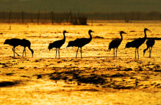 흑두루미를 ‘유혹’하는 순천시의 경관농업