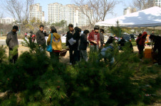 ‘무료 소나무’ 아이들과 심어보니