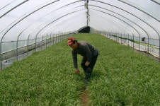 사회봉사대상자들이 농촌에 간 이유