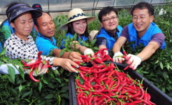 1사 1촌 충청도 청양군 관현리 마을 고추따기 일손돕기