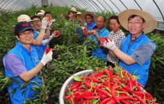 1사 1촌 충청도 청양군 관현리 마을 고추따기 일손돕기