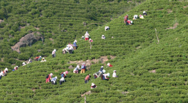 화개골 찻잎…섬진강 재첩…악양들판엔 소설 ‘토지’의 감동