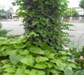 도심 가로수길 거대한 ‘화단’으로 변신중