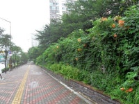 도심 가로수길 거대한 ‘화단’으로 변신중