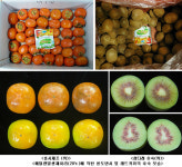 간편·안전하게 말랑한 ‘홍시·참다래’ 만들 수 있어요