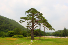 광릉에 정이품송(正二品松) 후계목 납시오!