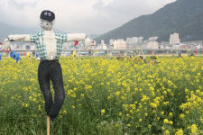 낙동강 둔치 폐비닐하우스 걷어내니 유채꽃이 ‘활짝’