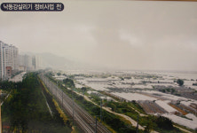 낙동강 둔치 폐비닐하우스 걷어내니 유채꽃이 ‘활짝’