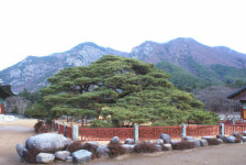 천연기념물(노거수), 유전자 보존으로 영구히 살린다